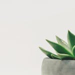 Close-up of a green succulent plant in a pot against a white background.