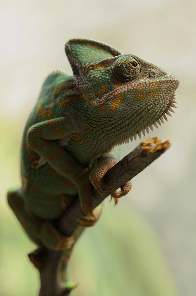 Detailed image of a colorful chameleon perched on a branch, showcasing its distinctive textures.