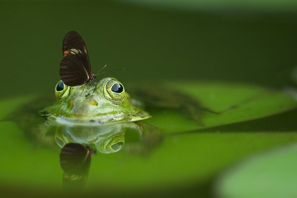 Macro shot of a frog with a butterfly on its head, surrounded by green leaves.