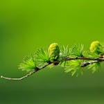 Macro shot of a green pine branch with cones and needles against a blurred background.