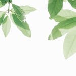 Minimalist photograph of green leaves against a white background showcasing nature's beauty.