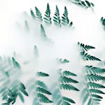 Serene composition of vibrant green fern leaves surrounded by soft misty atmosphere.